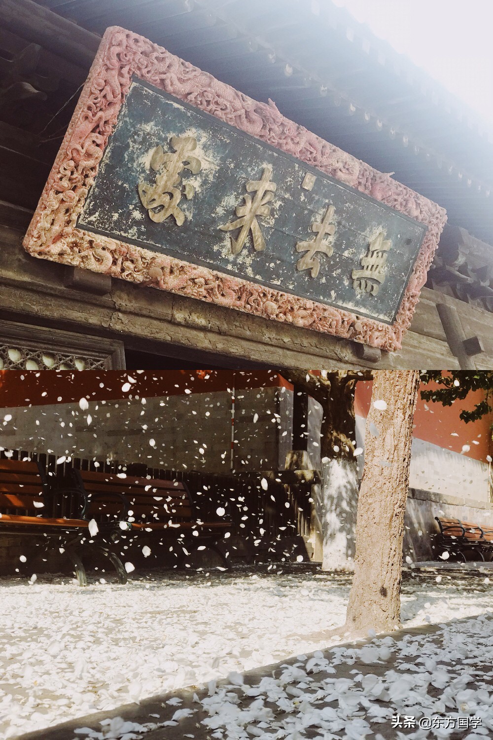 @所有人，周末一起赏玉兰，五处北京玉兰美景