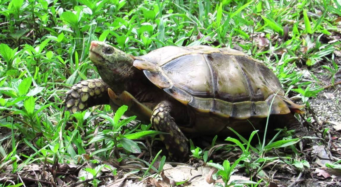 凹甲陆龟为什么养不活,凹甲陆龟是重点保护动物吗