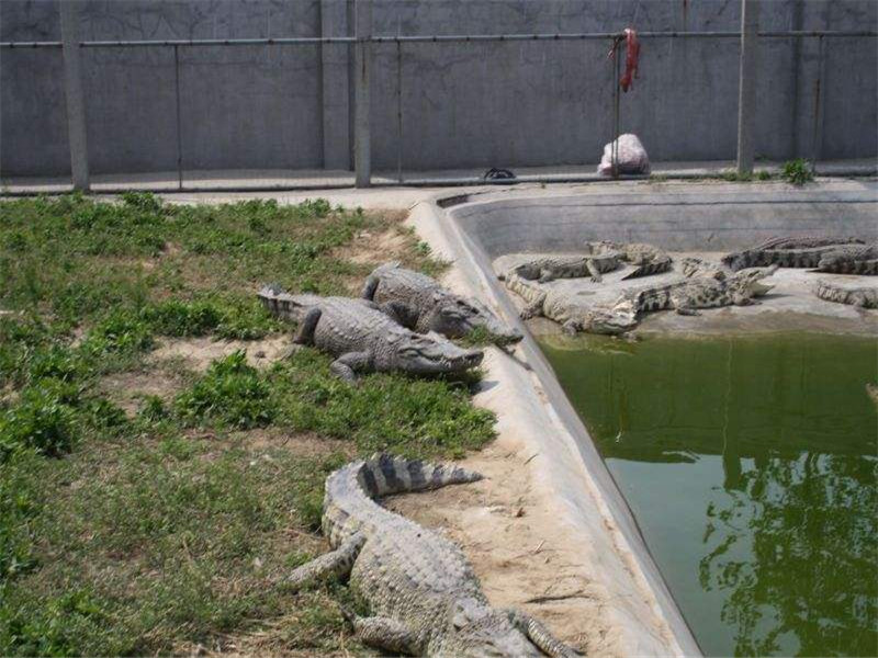 鳄鱼饲养需要办理什么手续,鳄鱼的养殖成本