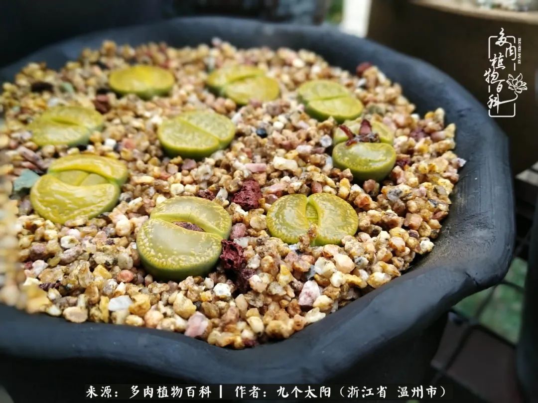 景天、球和龙舌兰，只要是多肉，都喜爱