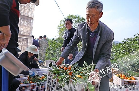 田间地头都是戏重庆奉节有个“犟老头”卖橙玩转直播