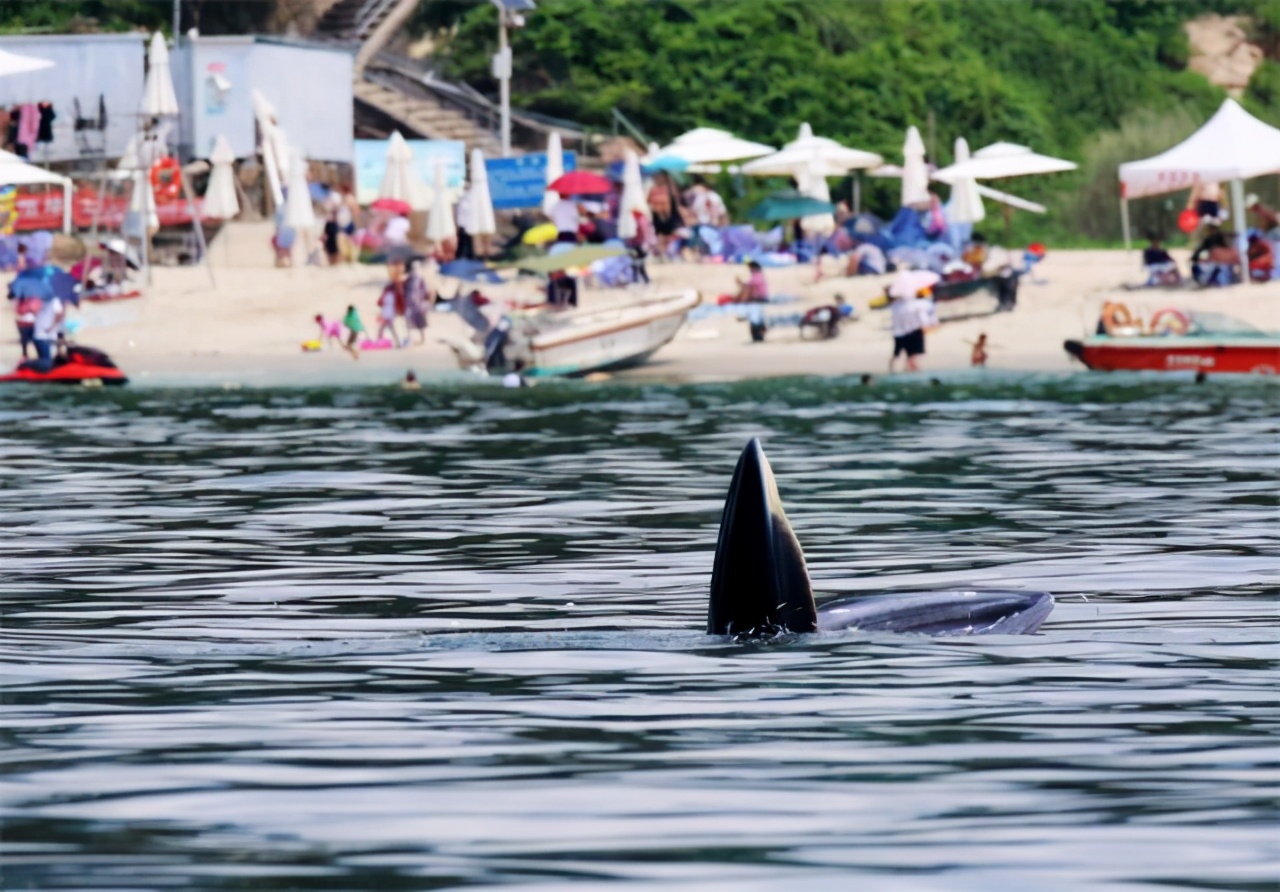 独家｜“鲸喜”之后，风险何在？深晚记者带你走近“小布”