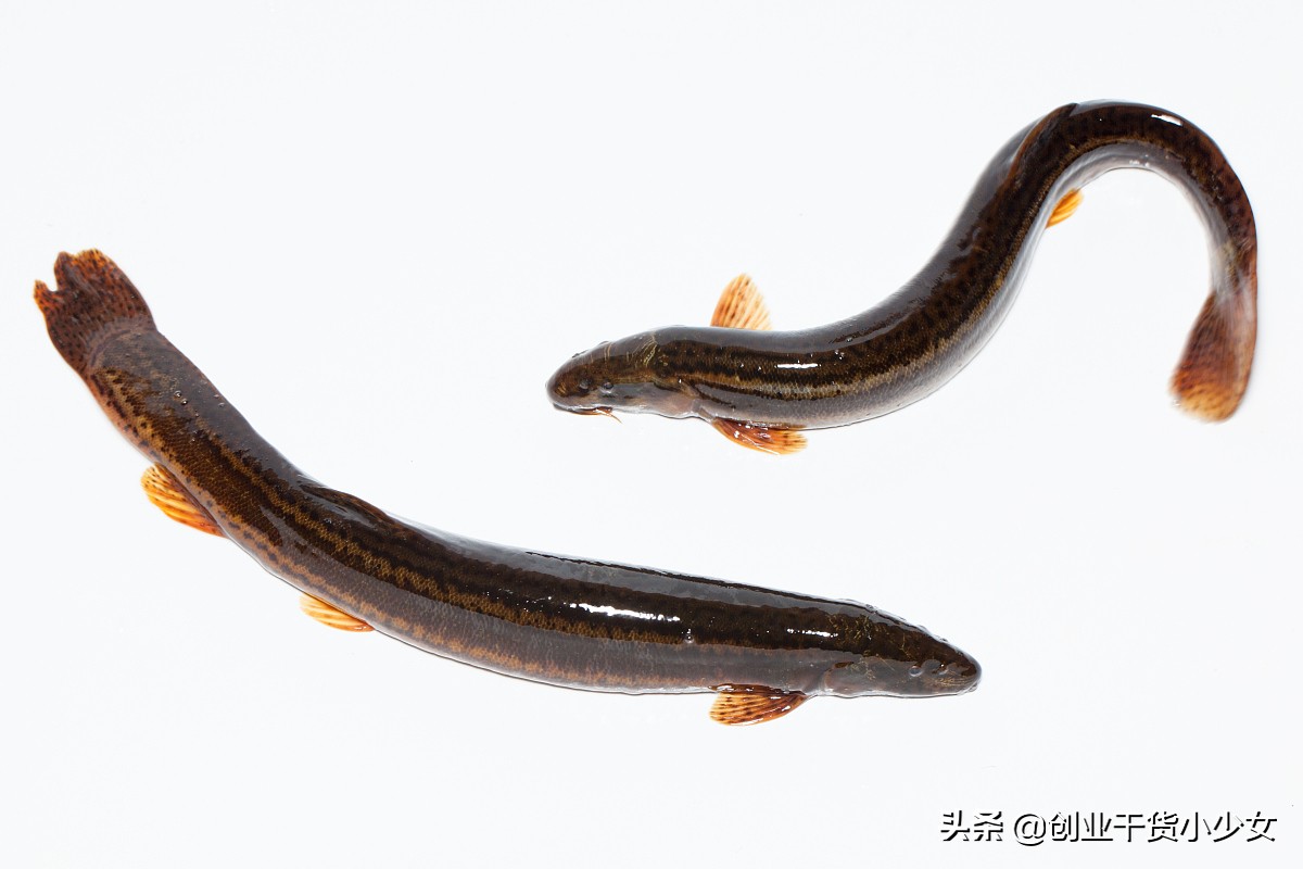 养殖低成本高利润项目去哪里学习,农村低成本创业养殖项目大全