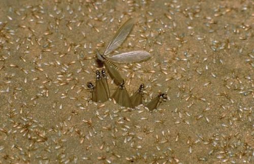 雨后爆发的飞蚁,靠超强繁殖苟了2亿年却沦为“优质蛋白来源”