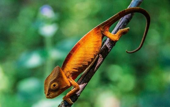 龟类的进化过程图片,龟鳖目动物外形特征