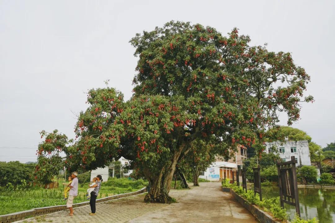来到海南吃荔枝,到海南吃到的热带水果