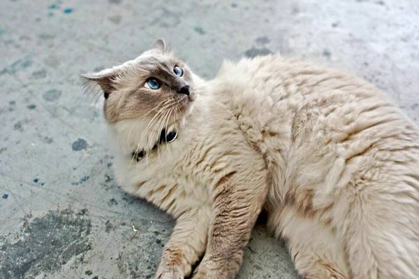 猫咪没有大姨妈,猫咪没有大姨妈吗