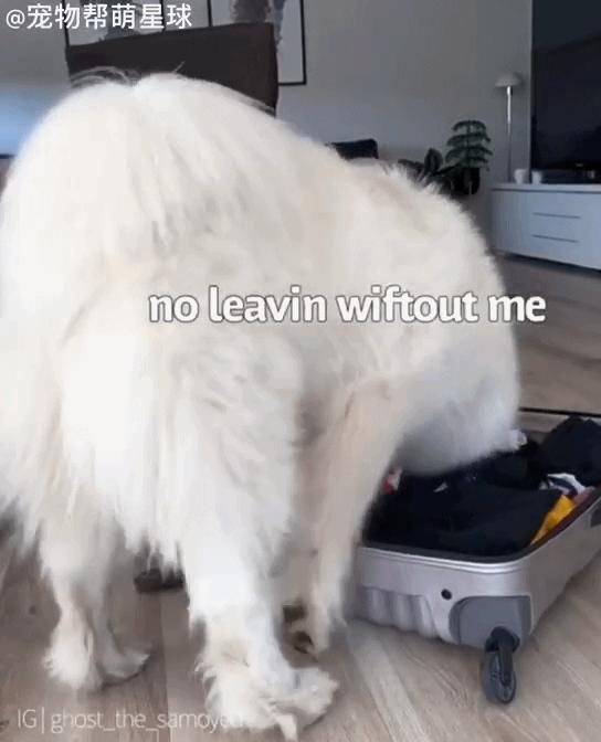 萨摩耶生气不吃不喝是怎么回事,萨摩耶生气了男主人哄