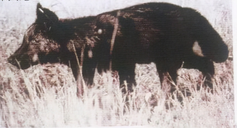 被西方殖民者杀到灭绝的动物,欧洲殖民者灭绝的动物