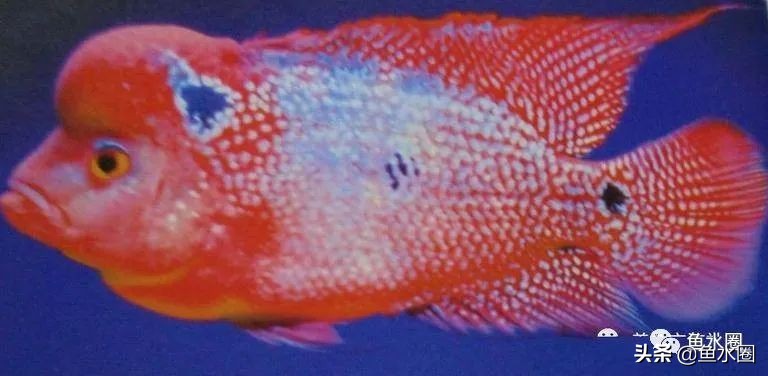 罗汉鱼身上亮片少是什么品种,罗汉鱼血麒麟和火凤哪个品种好