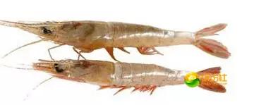 舟山海鲜攻略2天3晚吃什么,舟山海鲜代加工攻略