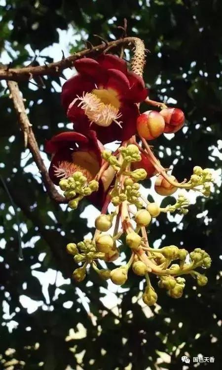 菩提花开观自在,菩提花开见性成佛