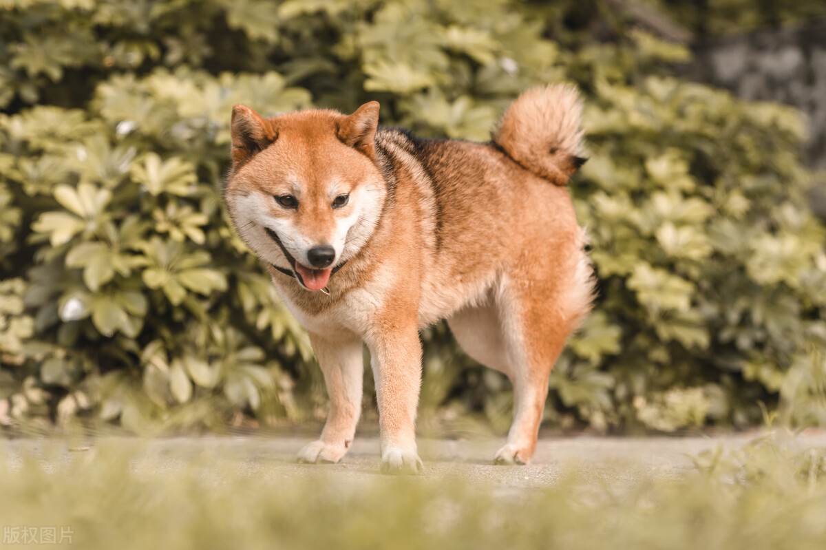 狗狗假孕是病吗？对狗狗的危害有多严重？