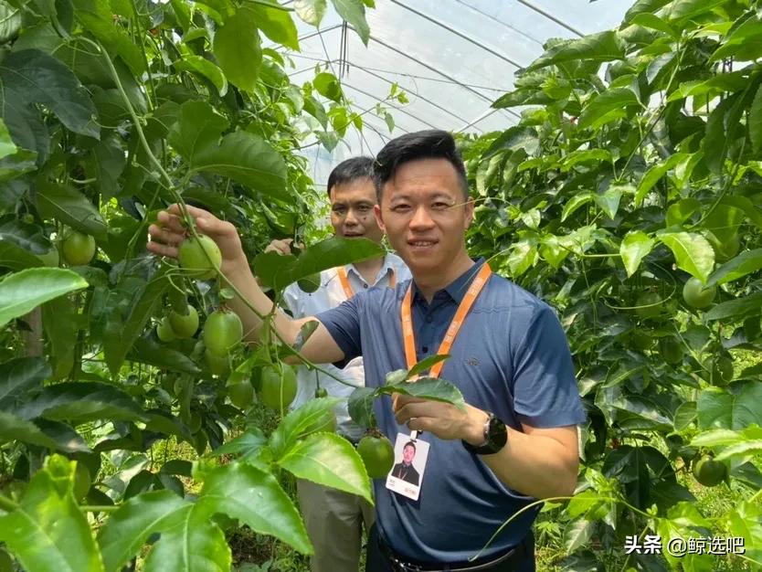 持续增值赋能，鲸选吧溯源助农打造“富贵果”