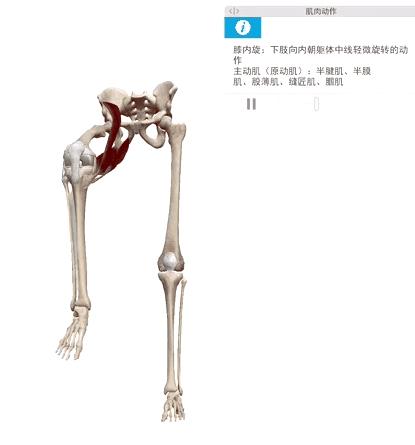 跑步膝盖外侧髂胫束如何快速恢复,跑步膝关节内侧痛的原因和治疗