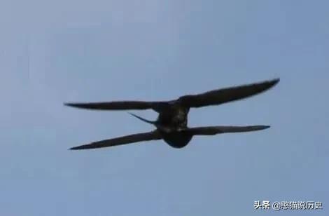 无脚鸟古人,无脚鸟世界上有什么鸟