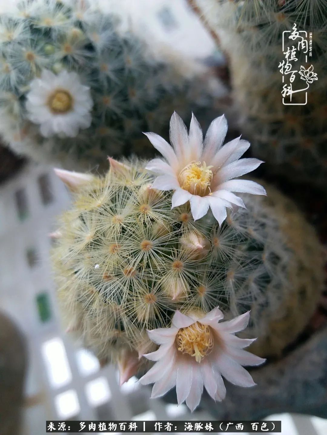 七月的雨,八月的风,多肉植物,我还是喜欢你