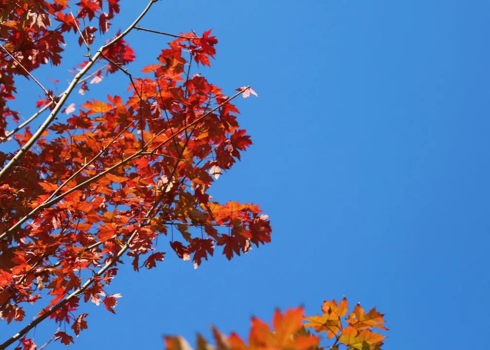 上海最美秋景,上海哪些公园可以拍秋景