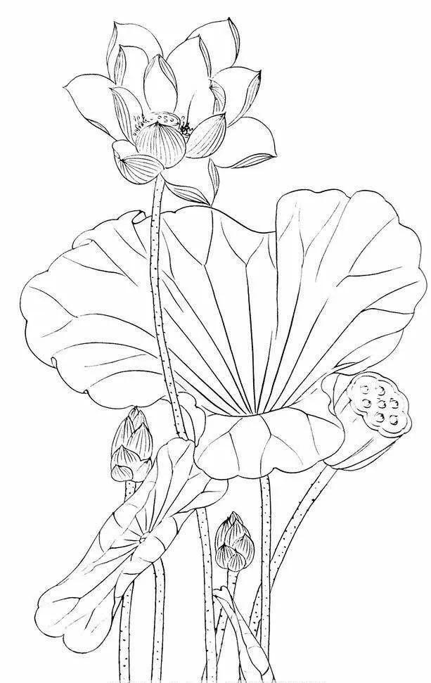 工笔荷花的各种形态白描稿,小六尺荷花工笔白描画稿
