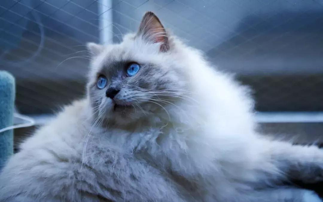 猫咪生宝宝后不吃不喝怎么办,猫咪生宝宝后怎么照顾视频