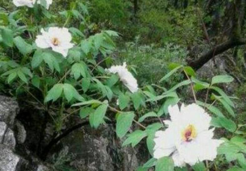 石缝牡丹,石缝中长出来的花
