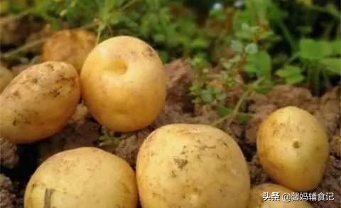 对宝宝肠道好易消化吸收的辅食,辅食也能养出聪明好脾胃的宝宝