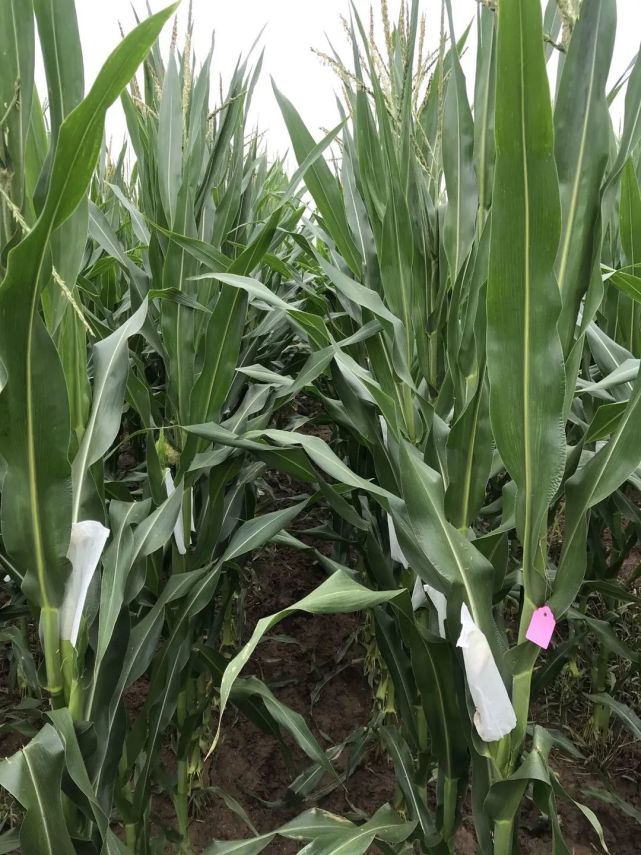 玉米常规育种攻略,玉米常规育种