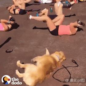 搞笑动图gif狗,搞笑动图gif赵本山