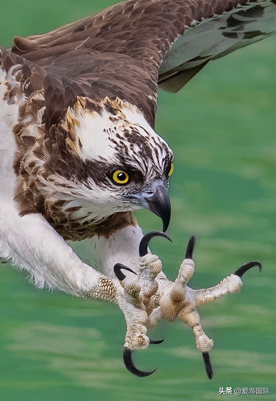 观鸟大年,观鸟大年免费