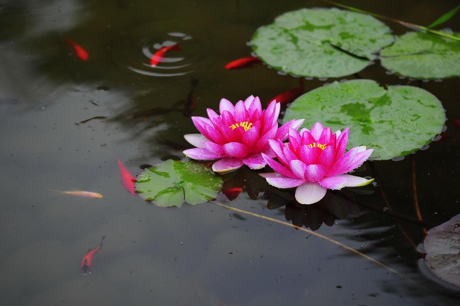 房内大缸水养植物,喝水的缸子养什么植物好看