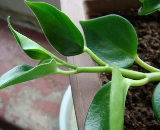 青叶碧玉怎么养,紫边青叶碧玉的养殖方法