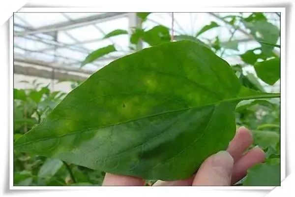 辣椒病害图谱大全大图,辣椒病害大全图片及防治方法