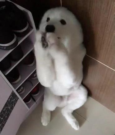 萨摩耶被主人套路完整版,萨摩耶把10斤的酒桶咬坏了