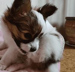 可爱呆萌的小奶狗视频,可爱可奶呆萌的小奶狗