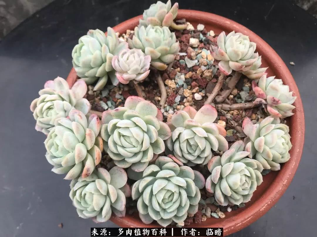 多肉带给我的感情,多肉给人们带什么作用