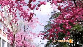 校长来了——自主修为惜时博取：昆一中西山学校晋升一级一等高完中，进入第一梯队，究竟魅力何在？