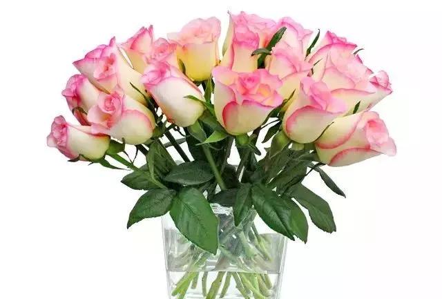 每天学习一点点——100种玫瑰品种科普