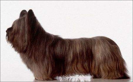 柯基小短腿狗,像柯基的都有什么狗