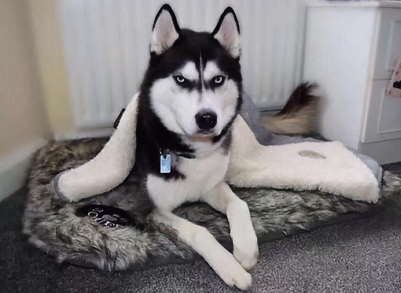 最好养的狗狗是哪种狗狗,最适合养的狗狗前十名