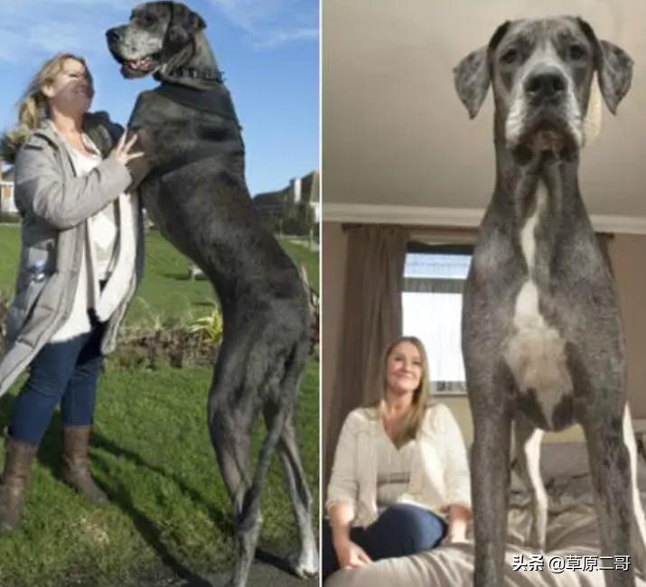 顶呱呱知识科普,顶呱呱科普小知识动画