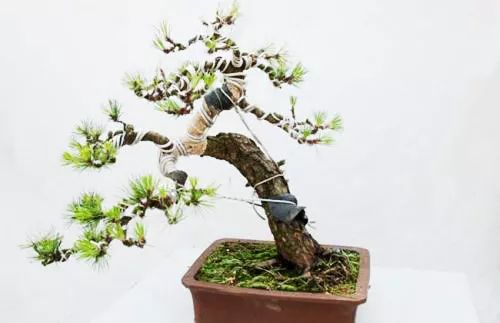 黑松盆景怎么养护和管理 (夏天如何给黑松叶片补水)