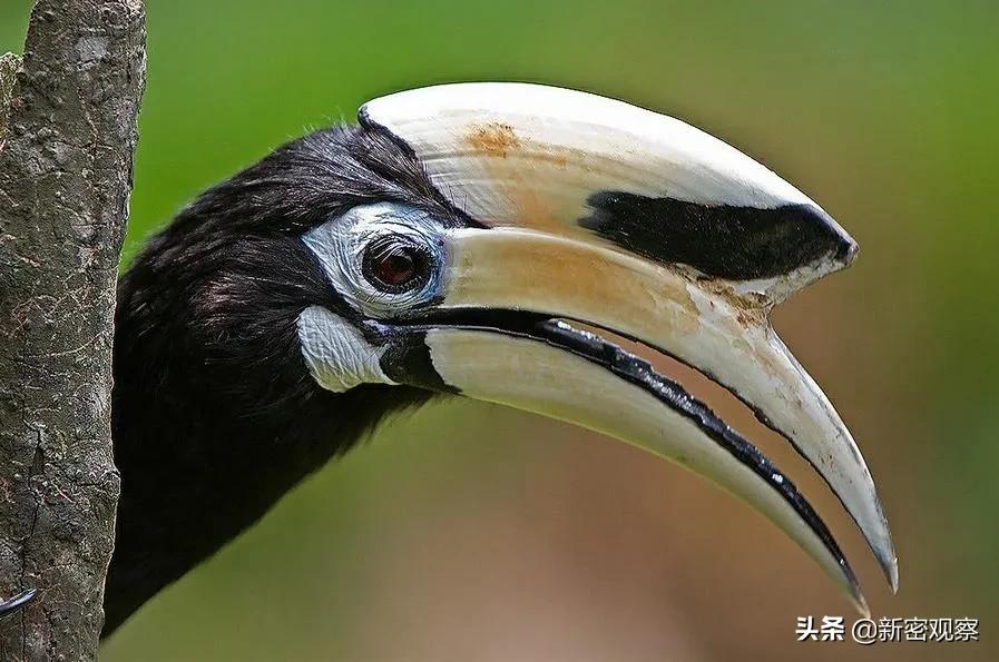 银基动物王国免门票吗,银基动物王国试营业直播