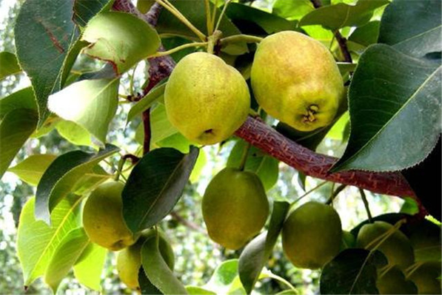 新疆库尔勒香梨怎么种植,库尔勒香梨几年丰产