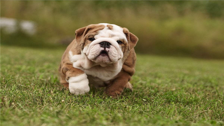 狗狗突然不吃狗粮怎么解决,狗狗突然不吃任何狗粮怎么回事