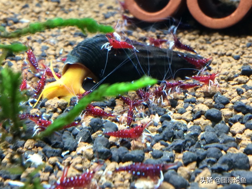 十大养不死的观赏虾品种,蓝宝石虾是不是养单一品种比较好