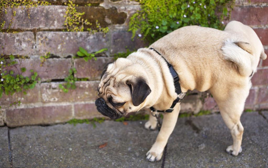 狗狗尿尿时趴着是怎么回事,狗狗会定点尿尿的表现