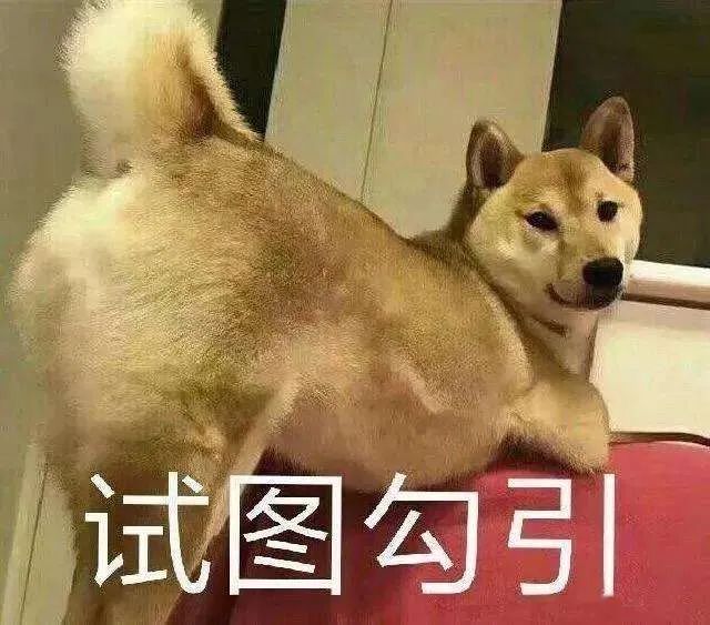 又到发情高峰期，主人忽视这些护理，小心疾病找上狗狗