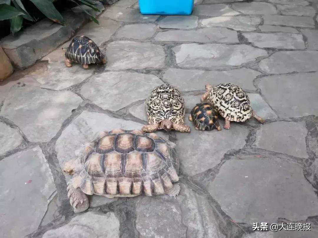 大连破获一起重大案件！涉及大半个中国