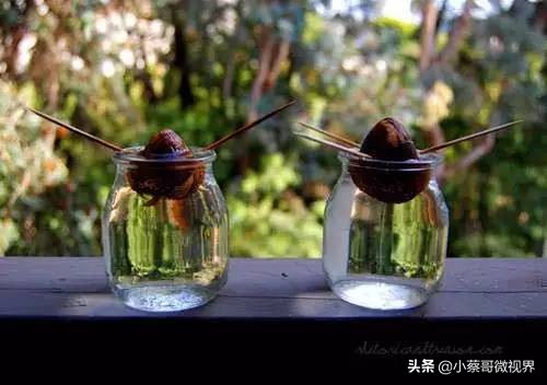 吃完的水果不要扔试试在家就能种,吃完的水果种子