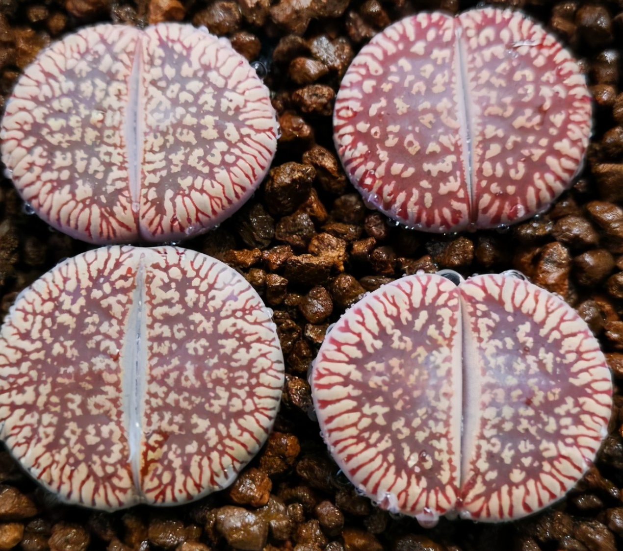 珍品生石花,绿宝石类生石花